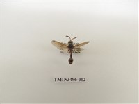 藏品(黃領錐腹蜾蠃)的圖片